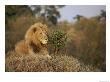 A Male African Lion Proudly Looks Over Its Domain by Roy Toft Limited Edition Pricing Art Print