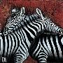 Couple De Zebras I by Fabienne Arietti Limited Edition Print