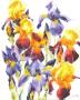 Planche Iris I by Marc Folly Limited Edition Print