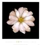 Magnolia by Joson Limited Edition Print