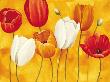 Festa Di Tulipani by Maria Grazia Luffarelli Limited Edition Pricing Art Print