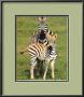 National Park Of Serengeti, Tanzania by Kevin Schafer Limited Edition Print