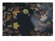 Autumn Leaves Float In A Pond by Stephen Alvarez Limited Edition Pricing Art Print