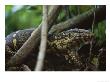 Close View Of A Nile Monitor (Varanus Niloticus) Crawling Through The Undergrowth by Michael Nichols Limited Edition Print