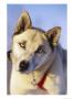 Portrait Of A Blue-Eyed Husky by Paul Nicklen Limited Edition Pricing Art Print