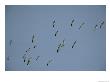 Flock Of Eastern White Pelicans In Flight by Klaus Nigge Limited Edition Print