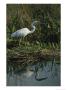White Great Blue Heron In Pickerel Weeds And Marsh Reeds by Raymond Gehman Limited Edition Print
