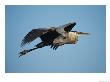 Great Blue Heron In Flight by Klaus Nigge Limited Edition Print