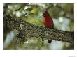 Male Cardinal Perches On A Tree Branch by Klaus Nigge Limited Edition Print