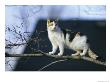 Cat Climbs A Tree by Stephen Alvarez Limited Edition Print