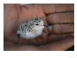 A Chick Of A Ground-Dwelling Bird Is Cradled In A Mans Hands by Joel Sartore Limited Edition Pricing Art Print