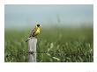 A Black-Headed Bunting Perches On A Fence Post, Emberiza Melanocephala by Klaus Nigge Limited Edition Print