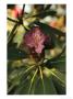 Close View Of A Blooming Rhododendron by Raymond Gehman Limited Edition Print