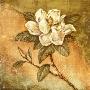 Burlap Magnolia Ii by Tina Chaden Limited Edition Print