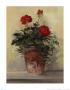 Potted Geraniums Ii by Carol Rowan Limited Edition Pricing Art Print