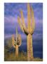 Saguaro Cacti With Storm Clouds Approaching, Az by Jules Cowan Limited Edition Print