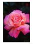 Pink Rose by Elfi Kluck Limited Edition Pricing Art Print