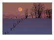 Wooden Fence In Snow Covered Field At Sunset by John Connell Limited Edition Print