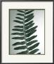 Fern Detail I by Boyce Watt Limited Edition Print