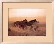 Desert Run by Robert Dawson Limited Edition Pricing Art Print