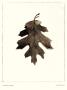 California Red Oak by Alan Blaustein Limited Edition Print