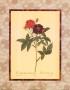 Rosa Gallica Purpurea Velutina by Pierre-Joseph Redoute Limited Edition Print