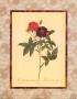Rosa Gallica Purpurea Velutina by Pierre-Joseph Redoute Limited Edition Pricing Art Print