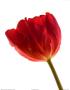 Red Tulip by George Fossey Limited Edition Pricing Art Print