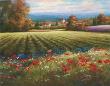 Fields Of Provence I by T. C. Chiu Limited Edition Pricing Art Print