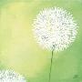 Dandelions Iv by Sabine Mannheims Limited Edition Print