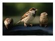 Sparrows, Central Park, Nyc by Rudi Von Briel Limited Edition Pricing Art Print