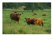Red Angus Cow With Calves In Field by Inga Spence Limited Edition Print