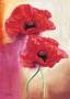 Red Glow Poppy by Gilles Legries Limited Edition Print