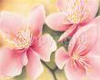 Dainty Apple Blossoms by Caroline Wenig Limited Edition Print