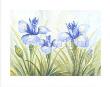 Fun Irises by Susanne Bach Limited Edition Pricing Art Print