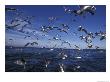 Kelp Gulls, South Africa by Stuart Westmoreland Limited Edition Pricing Art Print