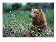 Male Brown Bear, Alaska Peninsula, Katmai National Park, Alaska, Usa by Dee Ann Pederson Limited Edition Print