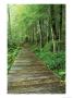 Trail Of The Shadows, Mt. Rainier National Park, Washington, Usa by Jamie & Judy Wild Limited Edition Print