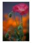 Shirley Mixed Poppy, Port Townsend, Washington, Usa by Jamie & Judy Wild Limited Edition Pricing Art Print