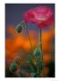 Shirley Mixed Poppy, Port Townsend, Washington, Usa by Jamie & Judy Wild Limited Edition Print