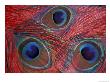 Peacock Feathers Pattern, Washington, Usa by Jamie & Judy Wild Limited Edition Print
