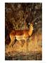 Impala (Aepyceros Melampus) Standing In Sun, Ruaha National Park, Tanzania by Ariadne Van Zandbergen Limited Edition Print