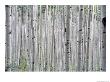A Grove Of Aspen Trees Outside Aspen, Colorado by Taylor S. Kennedy Limited Edition Print