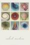 Shell Collection by Robert Mertens Limited Edition Print