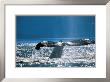 Sunlight On Whale Tail by Art Wolfe Limited Edition Print