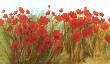 Red Poppies by Cuca Garcia Limited Edition Print