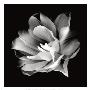 Radiant Tulip Ii by Donna Geissler Limited Edition Print