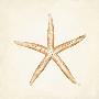 Starfish Discovery by Lauren Hamilton Limited Edition Print