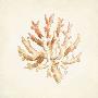 Coral Discovery by Lauren Hamilton Limited Edition Print