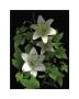 White Lilies by Susan Barmon Limited Edition Print